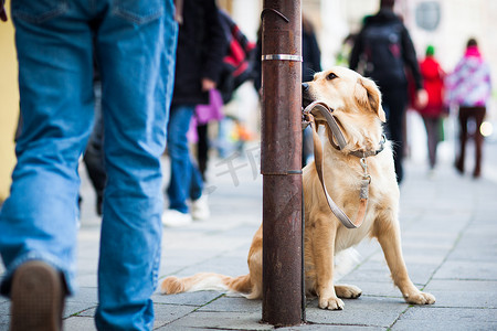可爱的狗在城市街道上耐心地等待他的主人