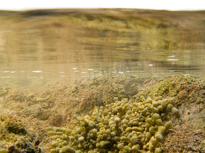 海藻植物表面水下拍摄反射