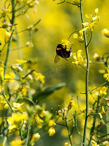 昆虫蔬菜摄影照片_油菜上的大黄蜂