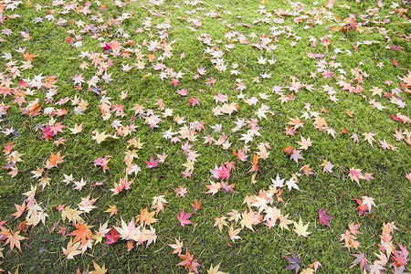 苔藓田野上落下的枫树叶