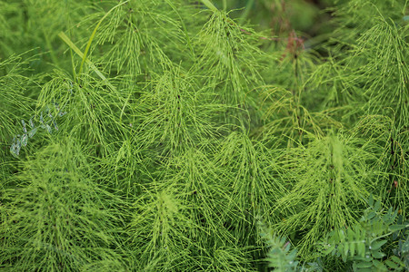 林木摄影照片_Equisetum sylvaticum，木马尾，生长在森林里