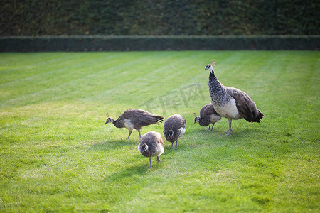 孔雀和孔雀的孩子们走在绿草地上