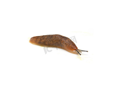 阿里巴巴网站首页摄影照片_鼻涕虫——最慢的动物。