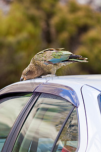 新西兰高山摄影照片_新西兰高山鹦鹉 Kea 试图破坏汽车