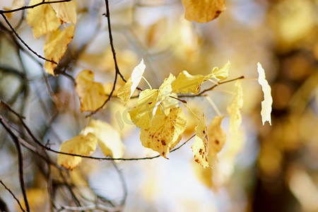 秋天树枝树枝摄影照片_秋天的树枝