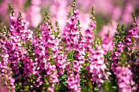 光影蓝色摄影照片_丹参在花园里盛开，粉红色的花朵，光影，模糊和散景背景，有选择的焦点