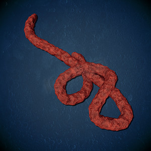 埃博拉病毒的显微镜观察