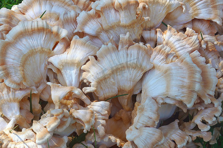 真菌学摄影照片_森林真菌的白孔鸡的特写图像。