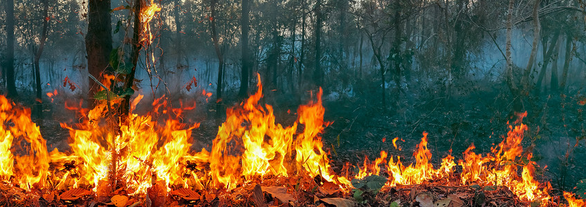 澳大利亚丛林大火，大火是由风和热助长的。