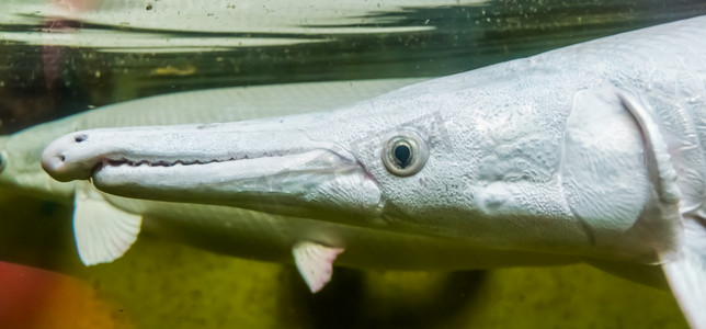 白术摄影照片_鳄鱼的头，特写，流行的水族馆宠物，来自美国的热带鱼