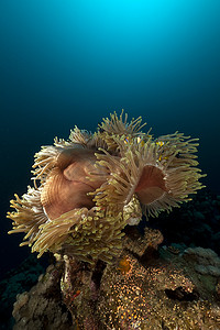 红海中的壮丽海葵 (heteractis magnifica)。