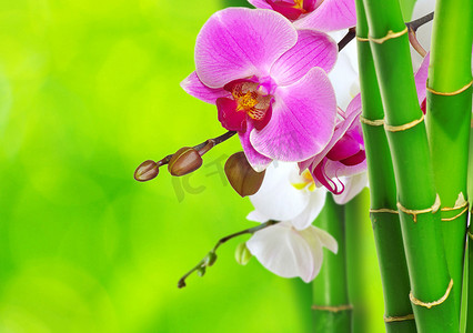 绿色的竹子和兰花