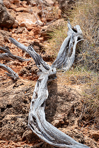澳大利亚开普岭国家公园干枯的树枝