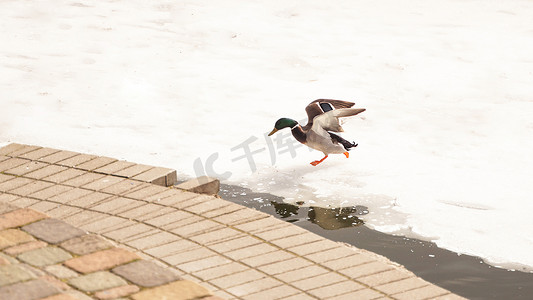 冰池塘摄影照片_鸭子在融化的冰上行走。