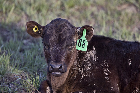Cow Calf Newborn 黑暗 加拿大