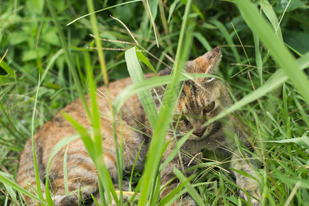 虎斑猫躺在草原上。