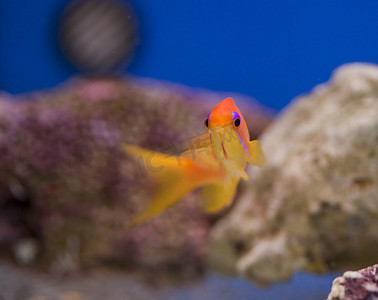 狂野大陆熊出没摄影照片_海洋水族馆鱼缸