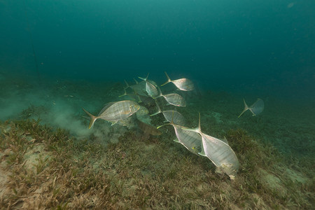 红海的鲹 (carangoides ferdau)。