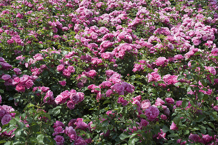 玫瑰花园摄影照片_玫瑰花园