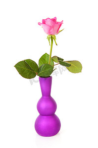 紫色花瓶中的一朵粉色玫瑰