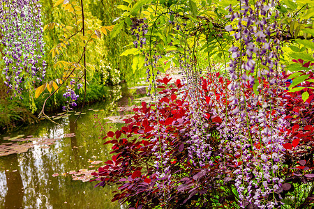 法式花园摄影照片_法式花园中的池塘、树木和睡莲