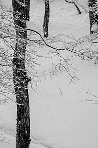 没有叶子的积雪的冬天树