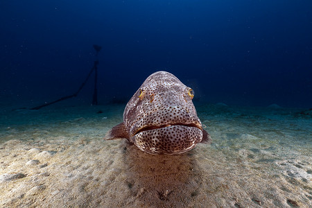 红海中的马拉巴尔石斑鱼 (ephinephelus malabaricus)。