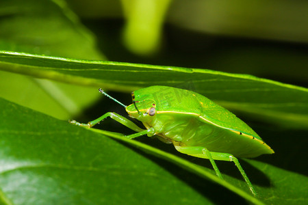 绿色臭虫或盾臭虫 (Nezara viridula)。