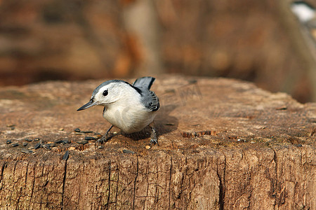 白胸五子雀 Sitta carolinensis