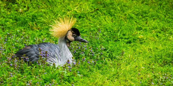 一只灰冠鹤坐在草地上的特写，来自非洲的热带鸟类