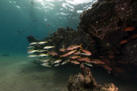 海底植物摄影照片_红海的热带鱼和珊瑚。