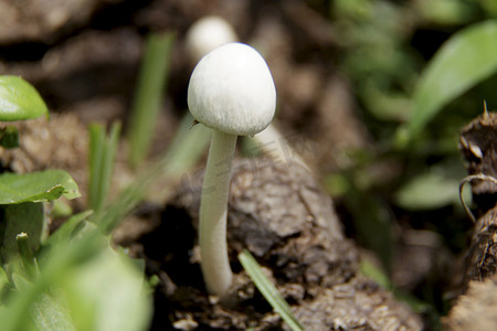迪姆摄影照片_萨尔瓦多贾迪姆的真菌