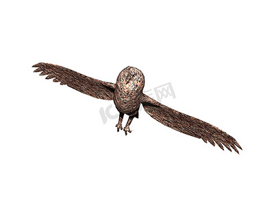 夜行动物摄影照片_长着翅膀的猫头鹰在空中展开