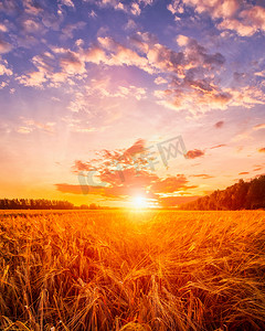 金色耳朵和多云天空的黑麦田上的日落或日出。