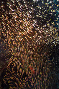海底鱼背景摄影照片_红海中的金色清扫鱼 (parapriacanthus ransonneti)。