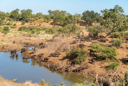水坑中的大象和开普水牛