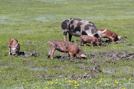 泥农场场景中的猪