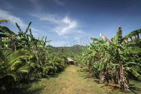 柬埔寨贡布附近农村有机水果农场的香蕉种植园