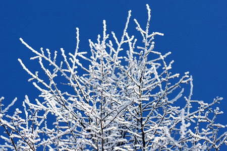 在明亮的蓝天上结霜的树木