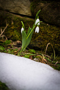 冬天雪中花朵摄影照片_春天的花朵雪花莲 (Galanthus nivalis) 从森林的雪中冒出来