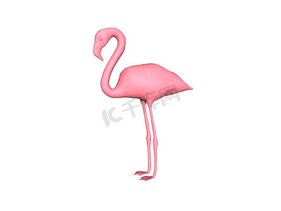 粉红色的火烈鸟长腿