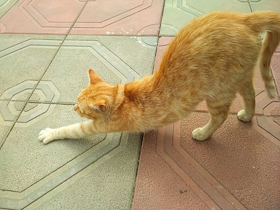 铺着瓷砖的人行道上，一只红毛条纹猫弓着背，左腿向前伸。