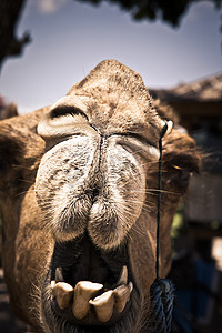 眼睛透视摄影照片_一头健谈的骆驼的面孔