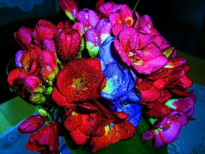 蓝玫瑰摄影照片_“紫罗兰、红、蓝花、玫瑰、露珠、水、花瓣”