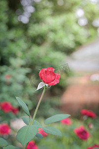 花园里的玫瑰