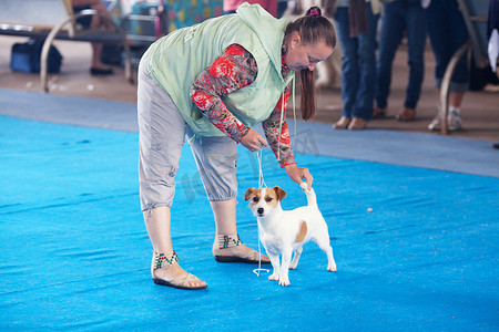 “萨马拉，俄罗斯 - 8 月 26 日：所有俄罗斯国家狗展”