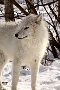 北极狼摄影照片_冬天的北极狼
