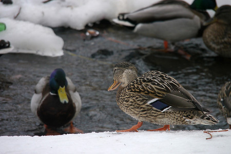 冬鸟摄影照片_冬天河上的鸭子