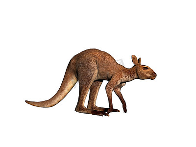 双足摄影照片_澳大利亚袋鼠跳跃并穿过草原
