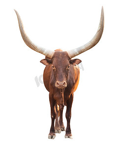 孤立在白色背景上的 ankole watusi